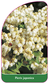 Pieris japonica