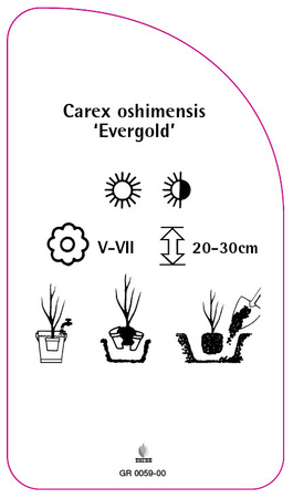 Carex oshimensis 'Evergold'