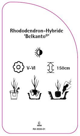 Rhododendron-Hybride 'Belkanto´