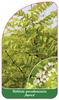 Robinia pseudoacacia 'Aurea'