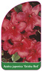 Azalea japonica 'Geisha Red'