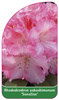 Rhododendron yakushimanum 'Sonatine'