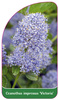 Ceanothus impressus 'Victoria'