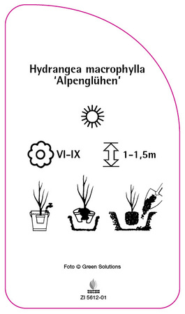 Hydrangea macrophylla 'Alpenglühen'