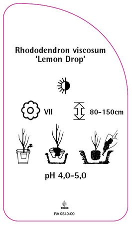 Rhododendron viscosum 'Lemon Drop'