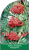 Sorbus aucuparia 'Fingerprint'