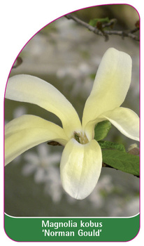 Magnolia kobus 'Norman Gould'