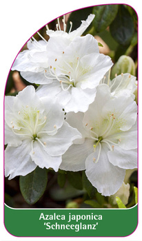 Azalea japonica 'Schneeglanz'