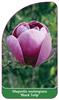 Magnolia soulangiana 'Black Tulip'