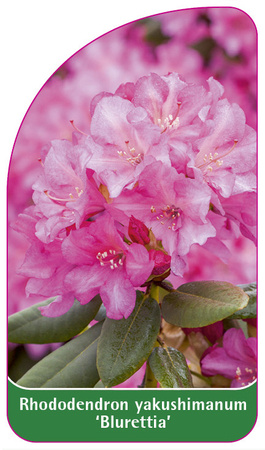 Rhododendron yakushimanum 'Bluerettia'