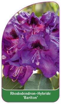 Rhododendron-Hybride 'Bariton'