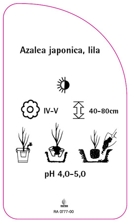 Azalea japonica, lila