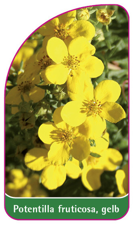 Potentilla fruticosa, gelb