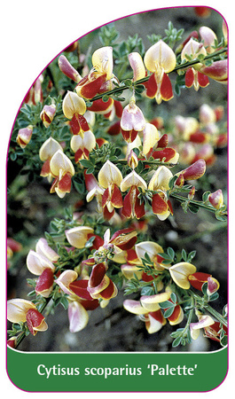 Cytisus scoparius 'Palette'