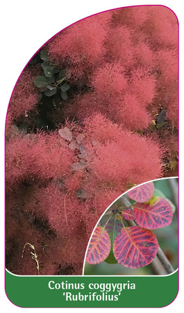 Cotinus coggygria 'Rubrifolius'