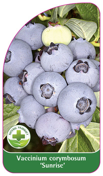 Vaccinium corymbosum 'Sunrise'