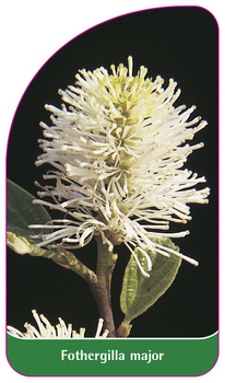 Fothergilla major