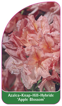 Azalea Knap-Hill-Hybride 'Apple Blossom'