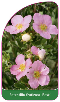 Potentilla fruticosa 'Rosé'