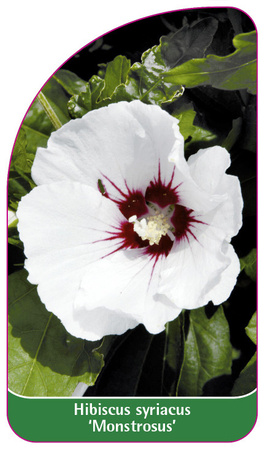 Hibiscus syriacus 'Monstrosus'