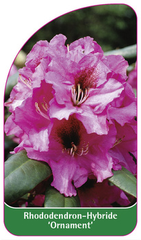 Rhododendron-Hybride 'Ornament'