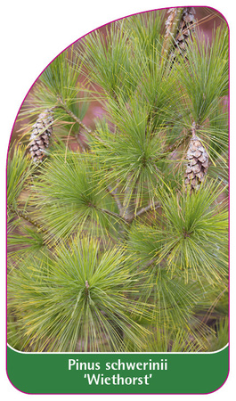 Pinus schwerinii 'Wiethorst'