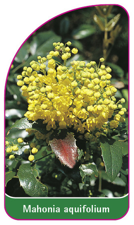 Mahonia aquifolium