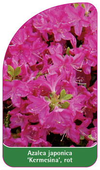 Azalea japonica 'Kermesina', rot