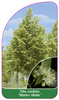 Tilia cordata 'Marler Globe'