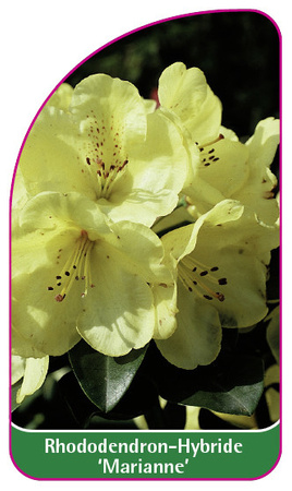 Rhododendron-Hybride 'Marianne'