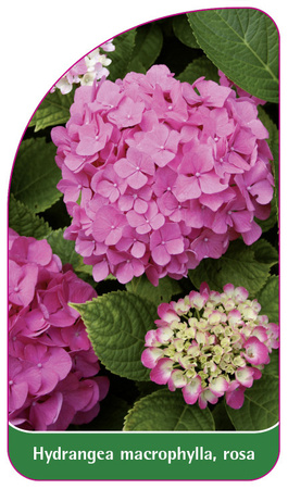 Hydrangea macrophylla, rosa