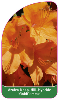 Azalea Knap-Hill-Hybride 'Goldflamme'