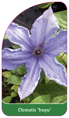 Clematis 'Iruyu'