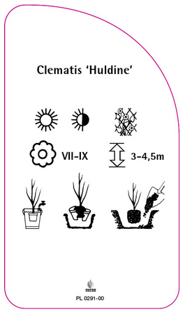 Clematis 'Huldine'