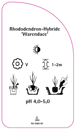 Rhododendron-Hybride 'Warendance'