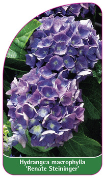 Hydrangea macrophylla 'Renate Steininger'