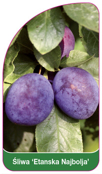 Śliwa 'Etanska Najbolja'