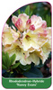 Rhododendron-Hybride 'Nancy Evans'
