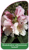 Rhododendron williamsianum 'Jackwill'