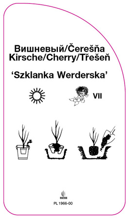 Wisnia 'Szklanka Werderska'