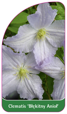 Clematis 'Blekitny Aniol'