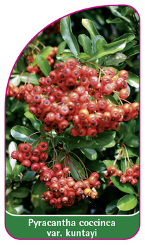 Pyracantha coccinea var. Kuntayi