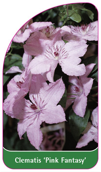 Clematis 'Pink Fantasy'