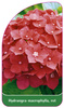 Hydrangea macrophylla, rot