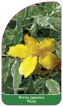 Kerria japonica 'Picta'