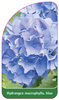 Hydrangea macrophylla, blau