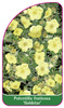 Potentilla fruticosa 'Goldstar'