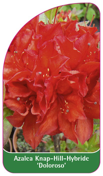 Azalea Knap-Hill-Hybride 'Doloroso'