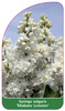 Syringa vulgaris 'Madame Lemoine'