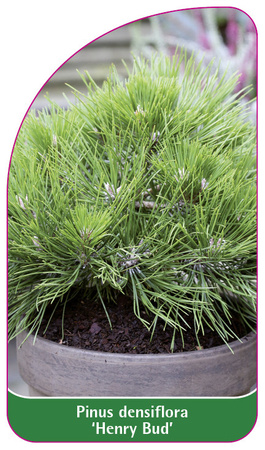 Pinus densiflora 'Henry Bud'